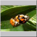 Adalia decempunctata - Zehnpunkt - 05.jpg